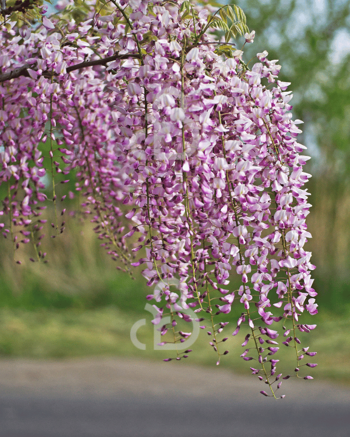 Wisteria flor. 'Rosea' | Roze regen  | Klimplanten