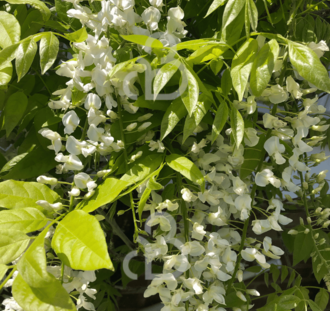 Wisteria flor. 'Alba' | Witte regen  | Klimplanten