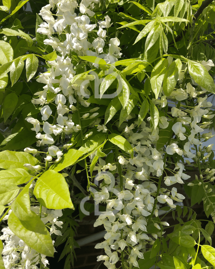 Wisteria flor. 'Alba' | Blauwe regen  | Klimplanten