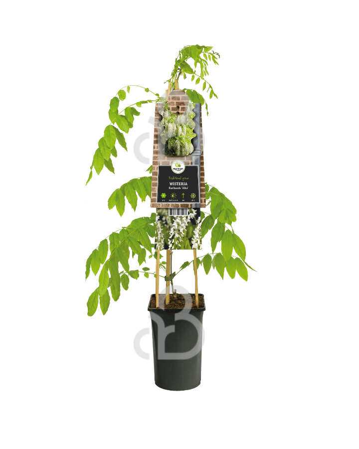 Wisteria flor. 'Alba' | Witte regen  | Klimplanten
