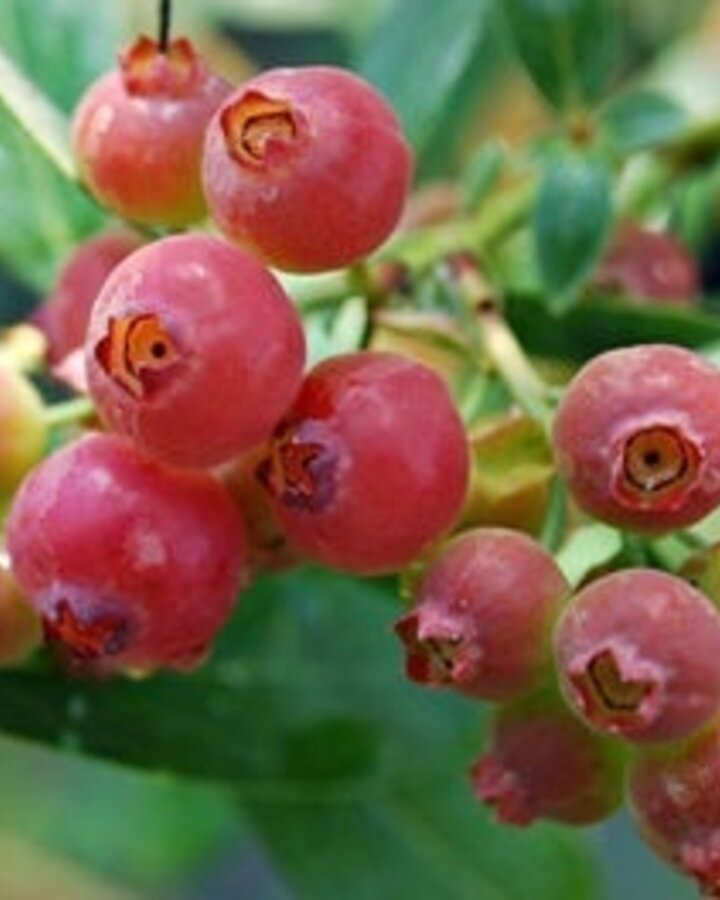Vaccinium 'Pink Lemonade' | Rose Amerikaanse bosbes  | Kleinfruit