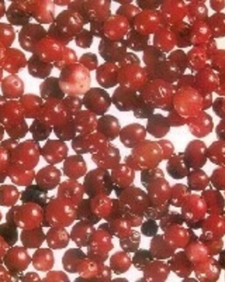 Vaccinium vitis-idaea | Rode bosbes  | Kleinfruit