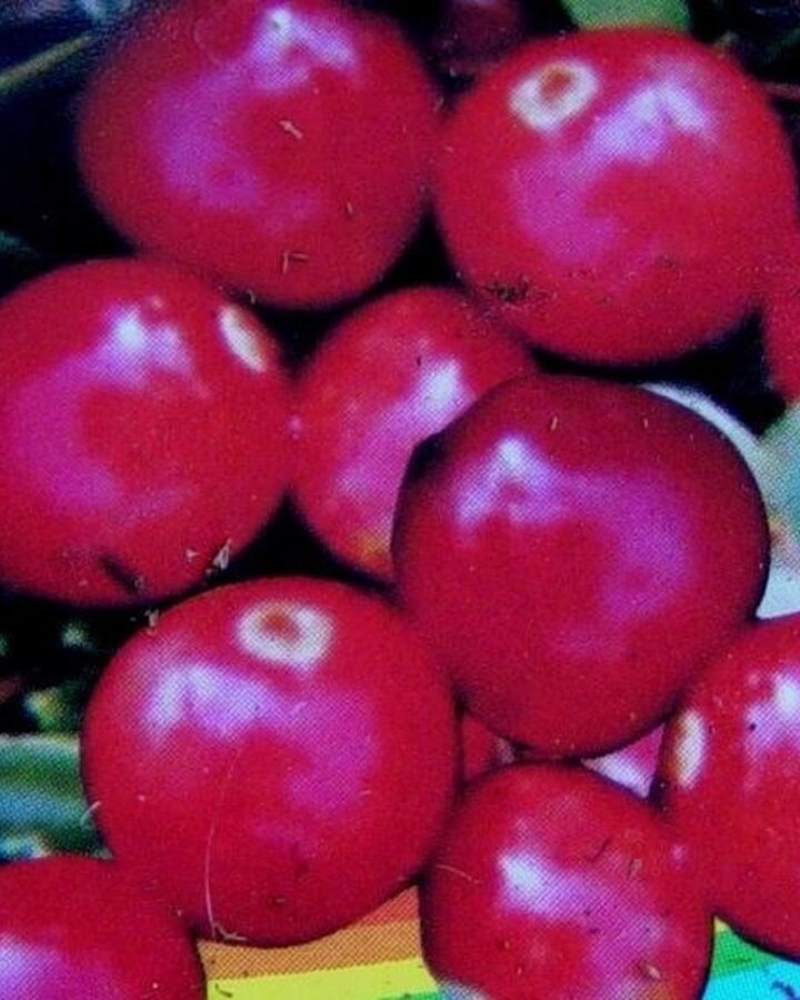 Vaccinium macrocarpon | Cranberry  | Kleinfruit