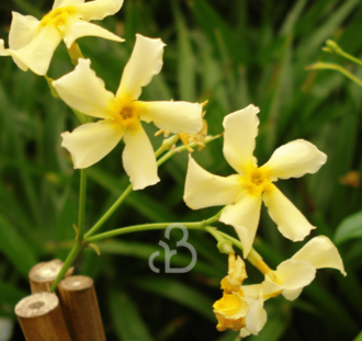 Trachelospermum jasm. 'Star of Toscane' | Toscaanse jasmijn  | Klimplanten