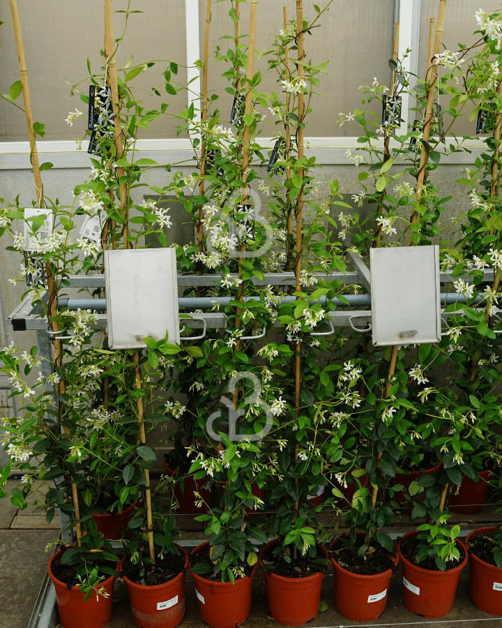 Trachelospermum jasminoides | Toscaanse Jasmijn  | Klimplanten