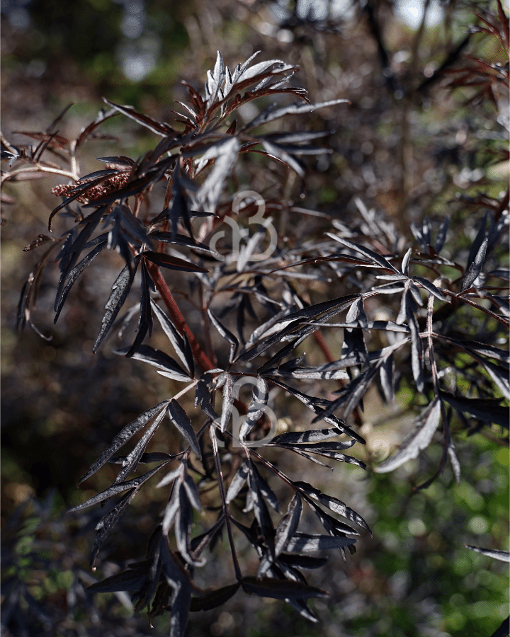 Sambucus nigra 'Black Lace' | zwarte vlier | Heester