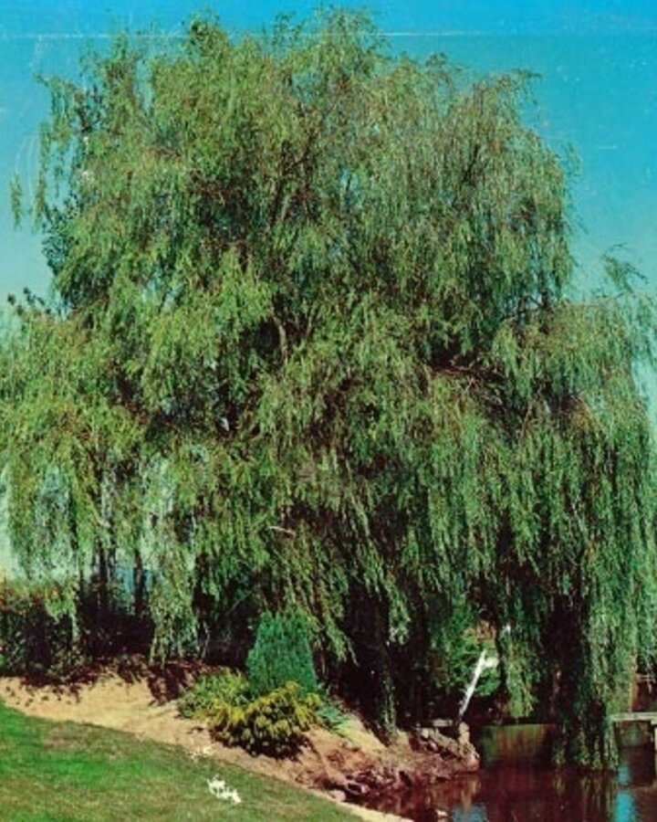 Salix sepulcralis 'Tristis' | Treurwilg | Laanboom