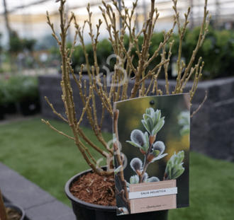 Salix helvetica | Dwergwilg | Heester