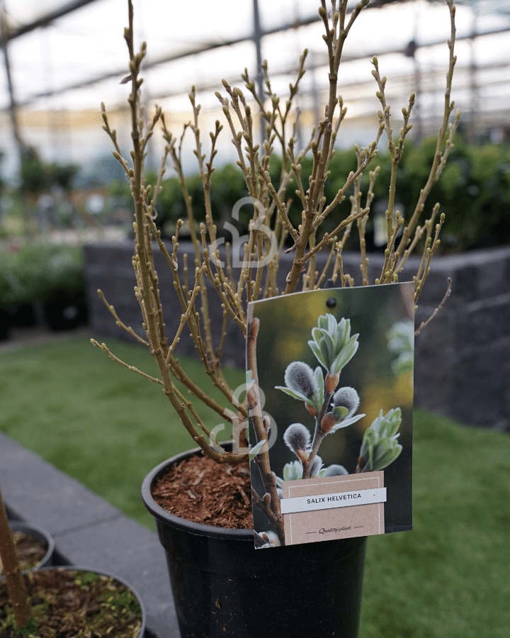 Salix helvetica | Dwergwilg | Heester