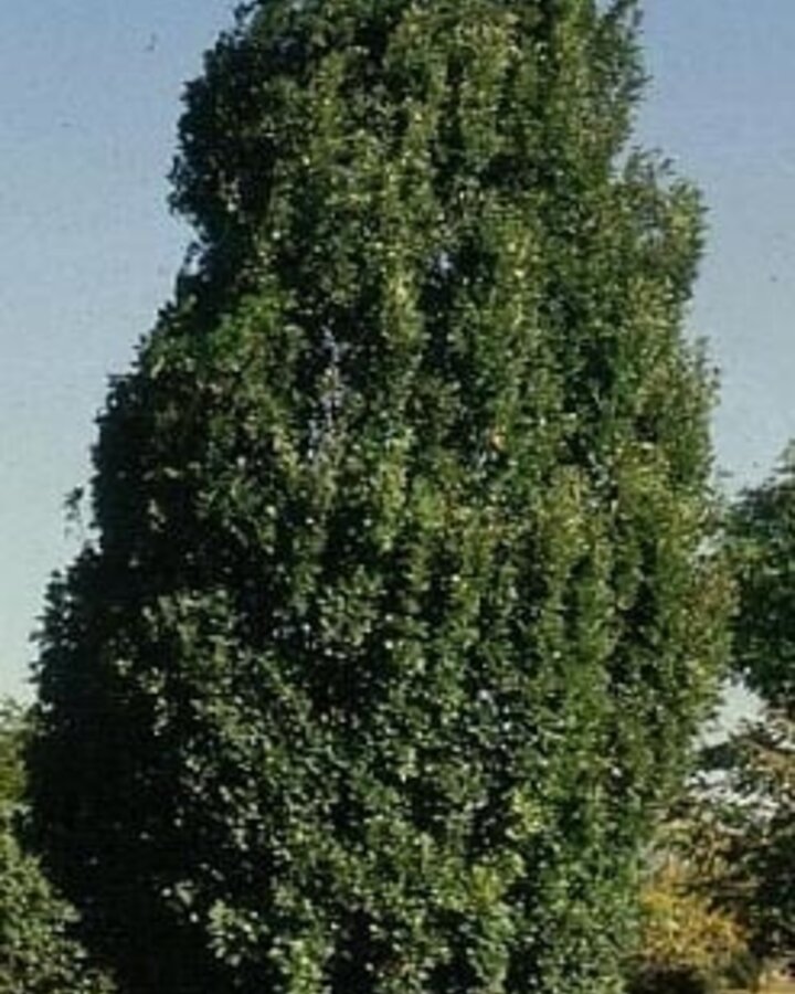 Quercus robur 'Fastigiate Koster' | Zuilvormige eik | Laanboom