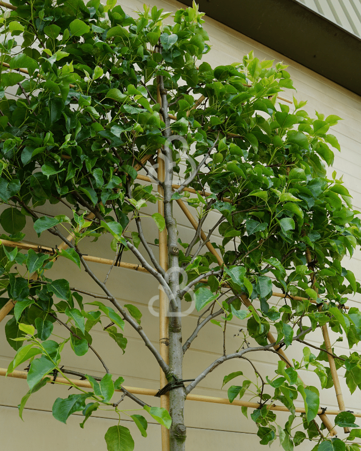 Pyrus calleryana 'Chanticleer' | Sierpeer | Leiboom