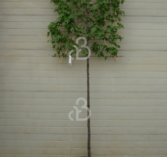 Pyrus calleryana 'Chanticleer' | Sierpeer | Leiboom