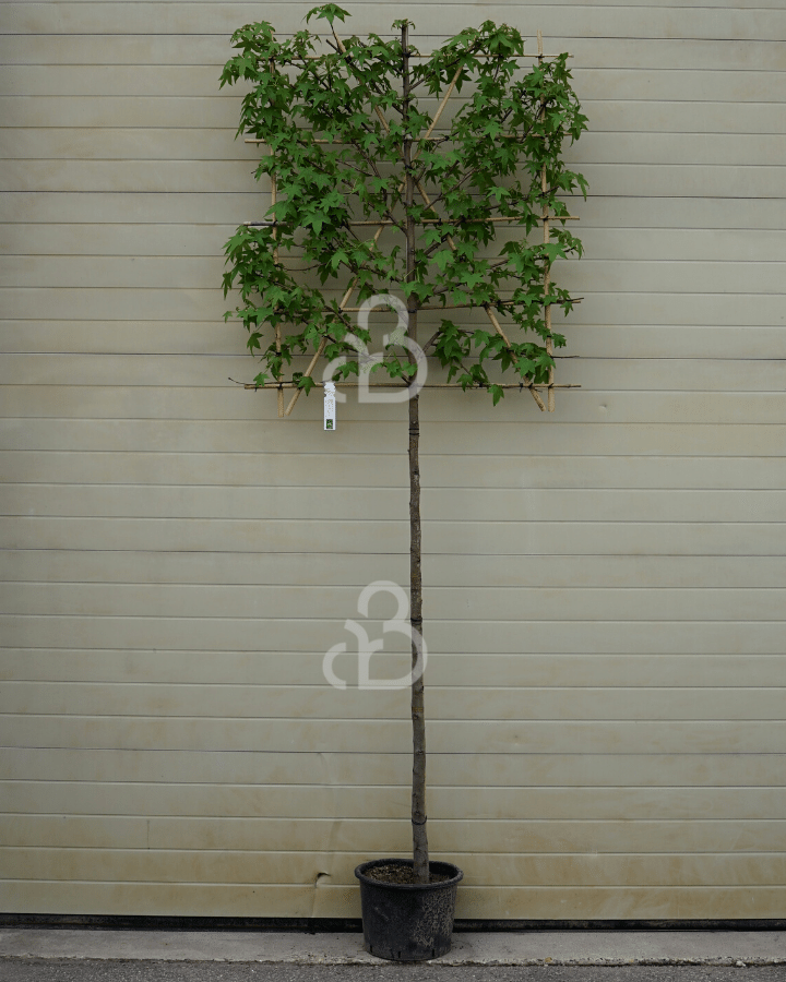 Pyrus calleryana 'Chanticleer' | Sierpeer | Leiboom