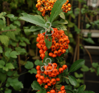 Pyracantha cocc. 'Red Column' | Vuurdoorn  | Klimplanten