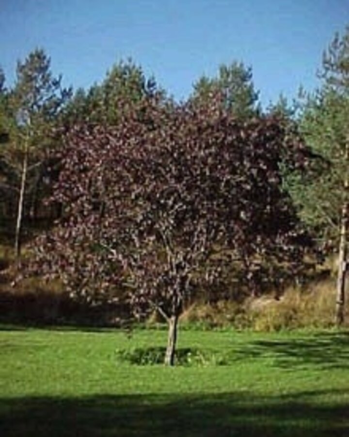 Prunus 'Trailblazer' | Sierpruimenboom | Laanboom