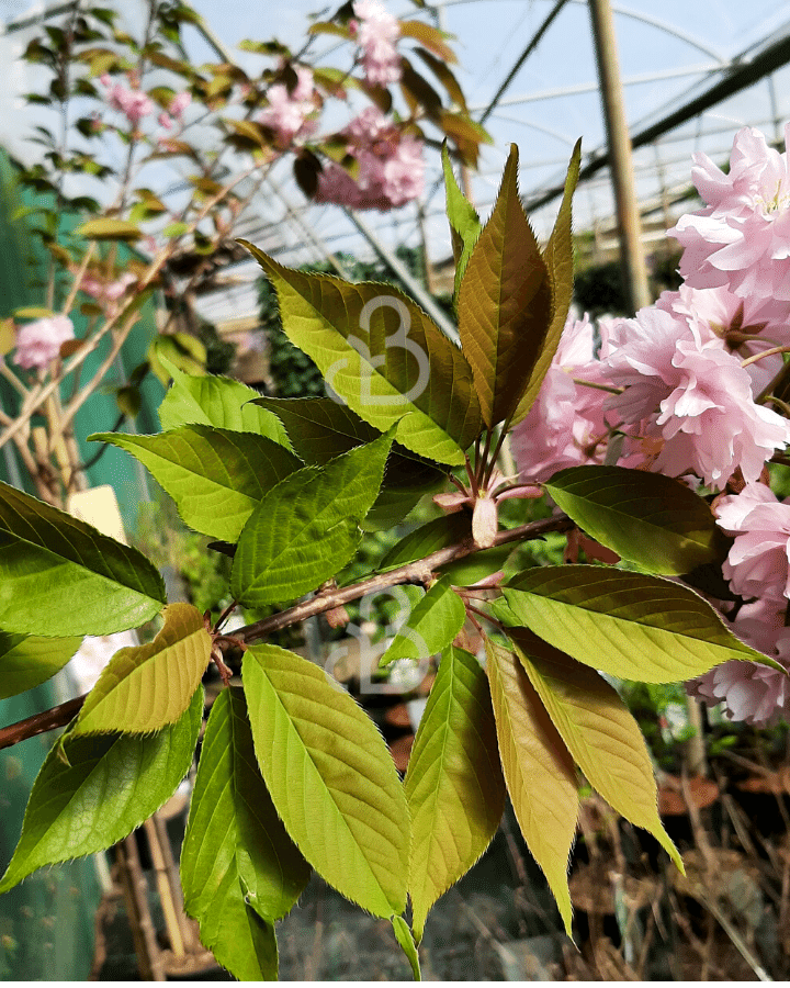 Prunus serrulata 'Kanzan' | Japanse sierkersenboom | Laanboom