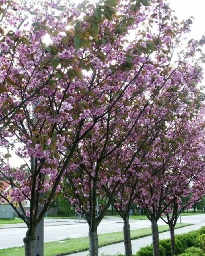 Prunus serrulata 'Kanzan' | Japanse sierkersenboom | Laanboom