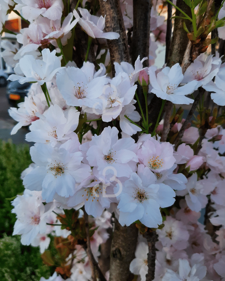 Prunus serrulata 'Amanogawa' | Sierkersenboom | Laanboom