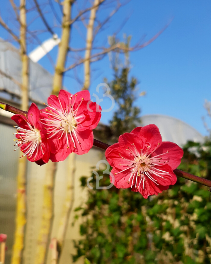 Prunus persica 'Melred' | perzikboom