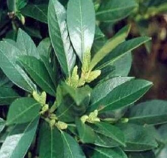 Prunus laur. 'Van Nes' | Laurier  | Haag