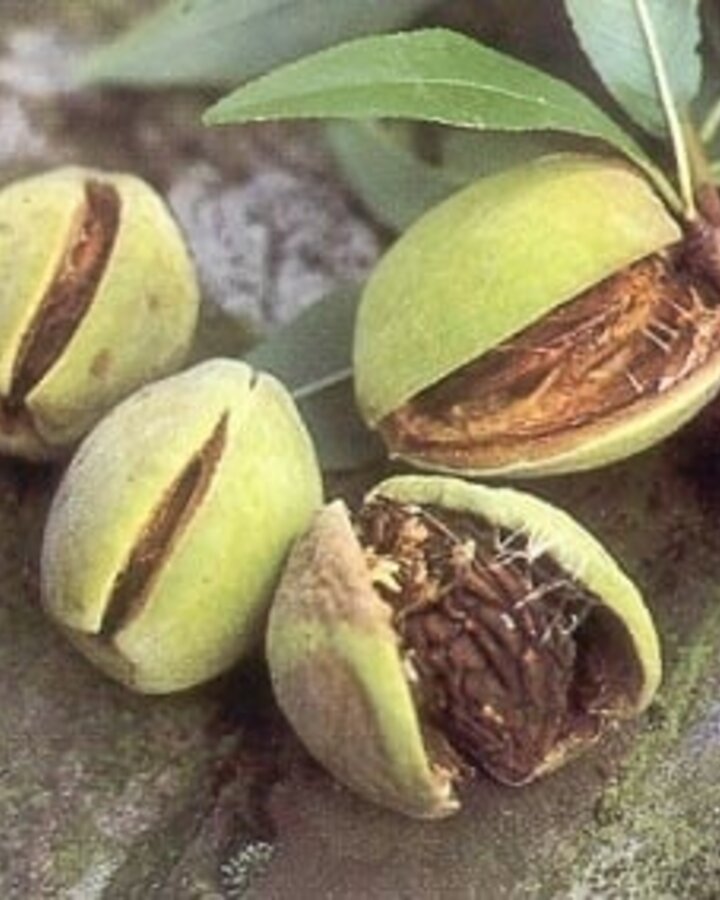 Prunus dulcis 'Robijn' | Amandelboom
