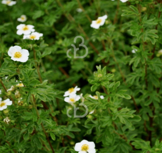 Potentilla f. 'Abbotswood' | Ganzerik  | Heester