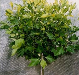 Platanus acerifolia 'Alphen's Globe | Bolplataan | Laanboom