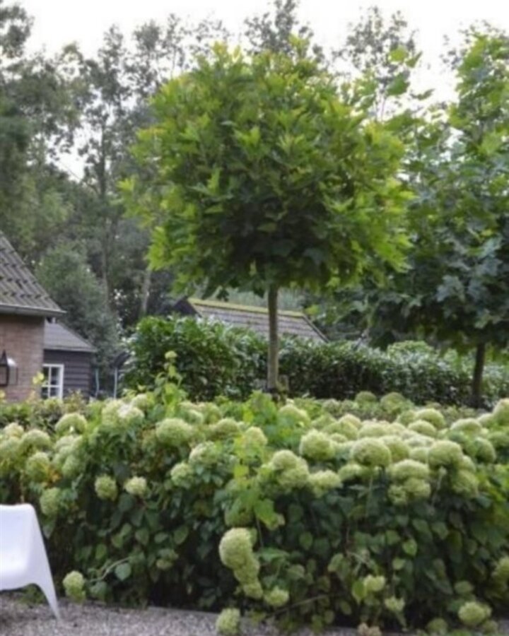 Platanus acerifolia 'Alphen's Globe | Bolplataan | Laanboom