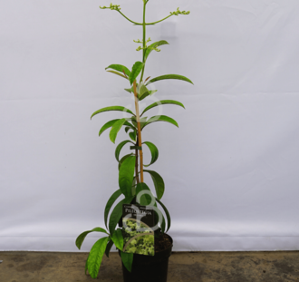 Pileostegia viburnoides | Groenblijvende Klimhortensia | Klimplant