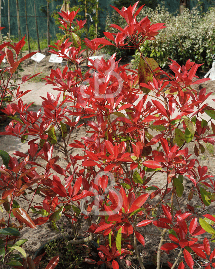 Photinia fraseri 'Red Robin' | Glansmispel | Haagplanten