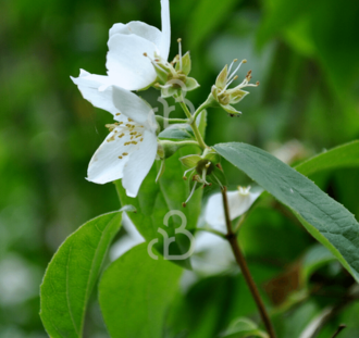 Philadelphus 'Lemoinei' | Boerenjasmijn | Heester