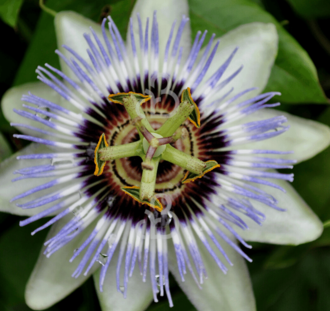 Passiflora caerulea | Passiebloem | Klimplanten