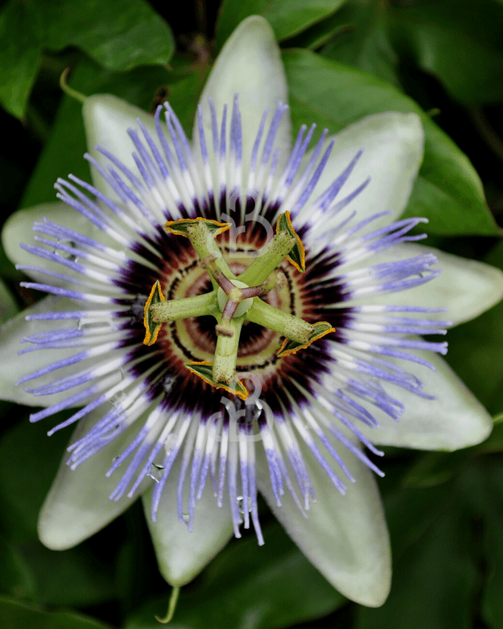 Passiflora caerulea | Passiebloem | Klimplanten