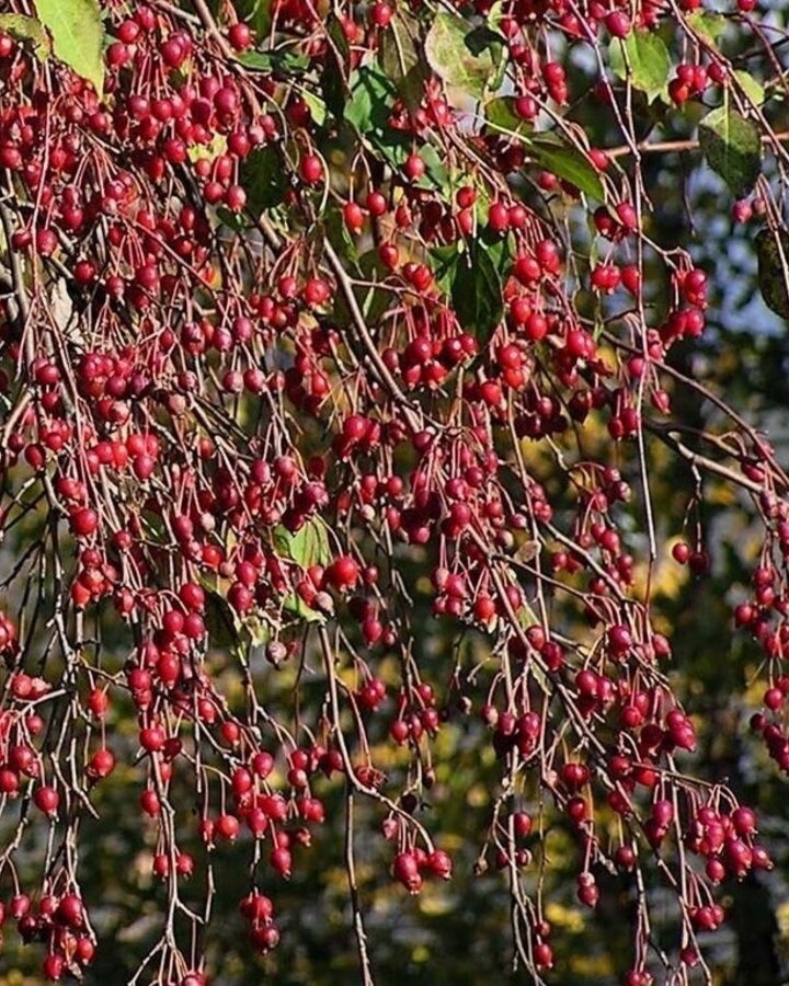 Malus 'Red Jade' | Sierappelboom | Laanboom