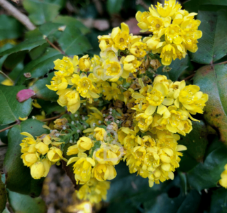 Mahonia bealei | Mahoniestruik | Heester