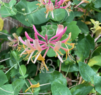 Lonicera per. 'Belgica Select' | Kamperfoelie | Klimplanten