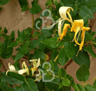 Lonicera jap. 'Hall's Prolific' | Boskamperfoelie | Klimplanten