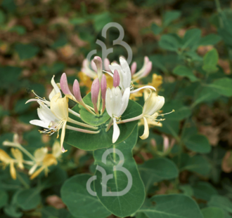 Lonicera caprifolium | Kamperfoelie | Klimplanten