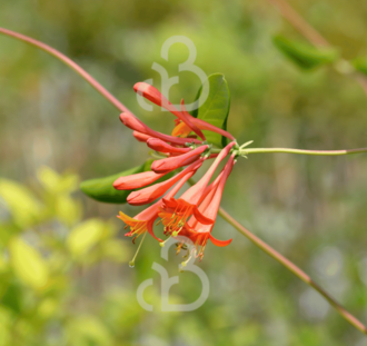 Lonicera brownii 'Dropmore Scarlet' | Kamperfoelie | Klimplanten