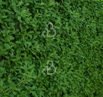 Ligustrum vulgare | Liguster | Bosplantsoen