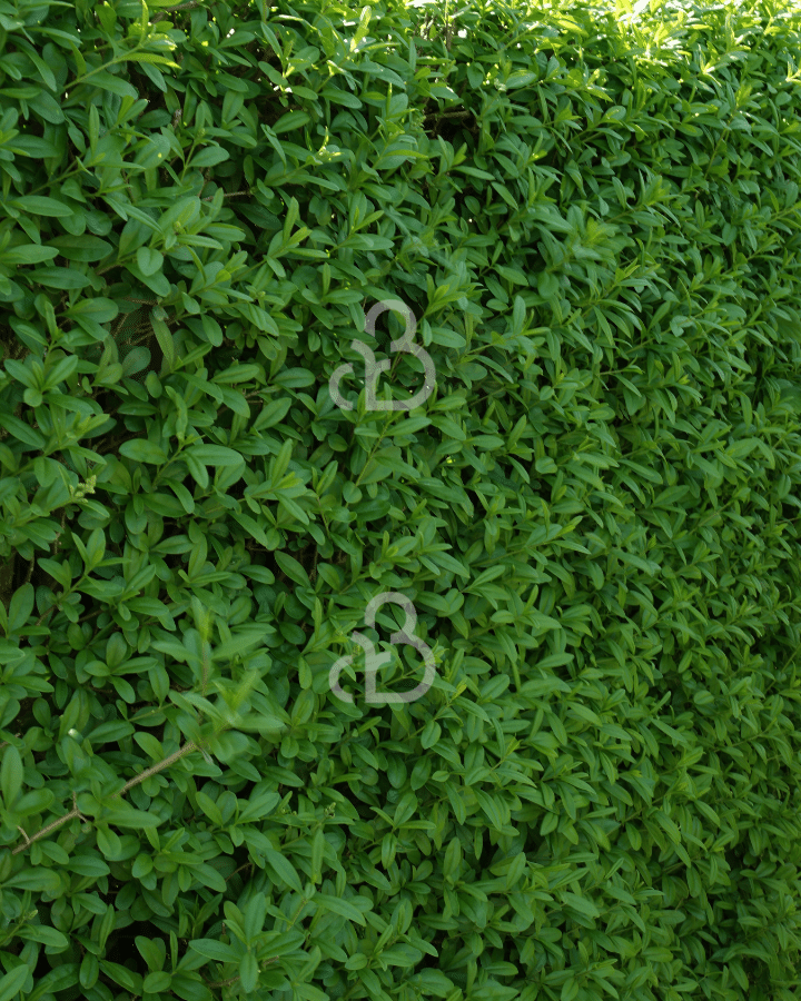 Ligustrum vulgare | Liguster | Bosplantsoen