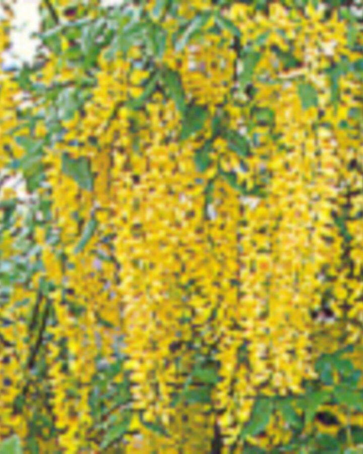 Laburnum watereri 'Vossii Pendula' | Treur goudenregen | Laanboom