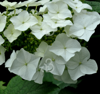 Hydrangea quercifolia | Eikenbladhortensia | Heester