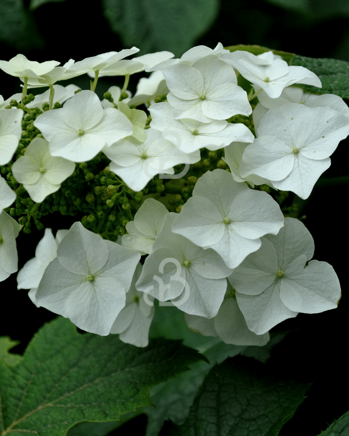 Hydrangea quercifolia | Eikenbladhortensia | Heester