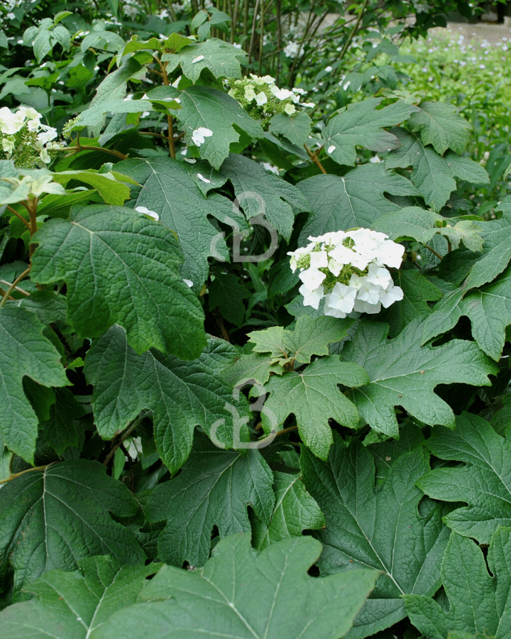 Hydrangea quercifolia | Eikenbladhortensia | Heester
