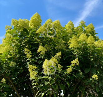 Hydrangea pan. 'Limelight' | Pluimhortensia  | Heester