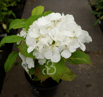 Hydrangea macr. 'Little White' | Hortensia  | Heester