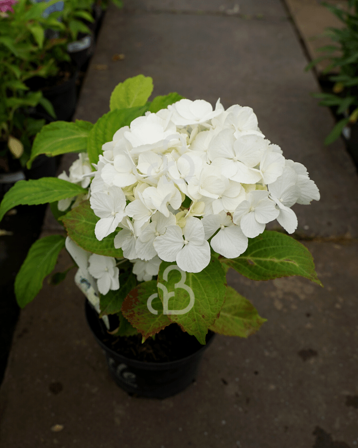 Hydrangea macr. 'Little White' | Hortensia  | Heester