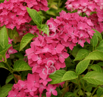 Hydrangea macr. 'Little Pink' | Hortensia  | Heester