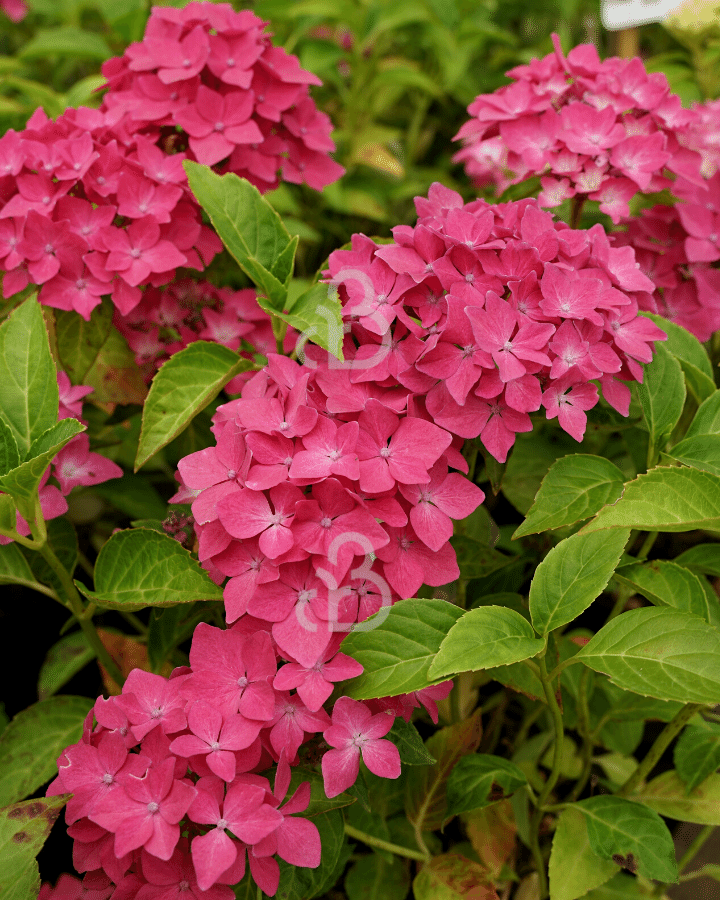 Hydrangea macr. 'Little Pink' | Hortensia  | Heester